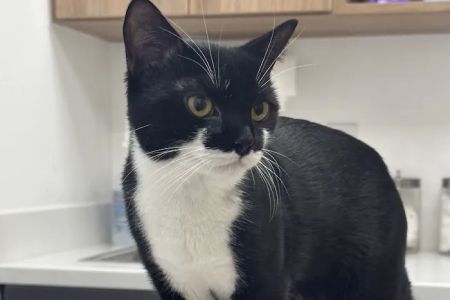 Golden Heart Veterinary Care