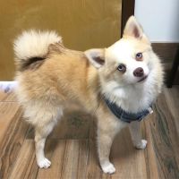 Wintermere Pointe Animal Hospital ico