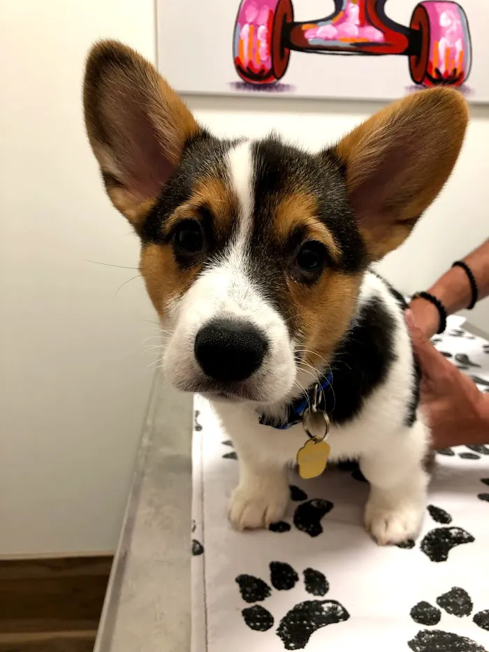 Wintermere Pointe Animal Hospital 12