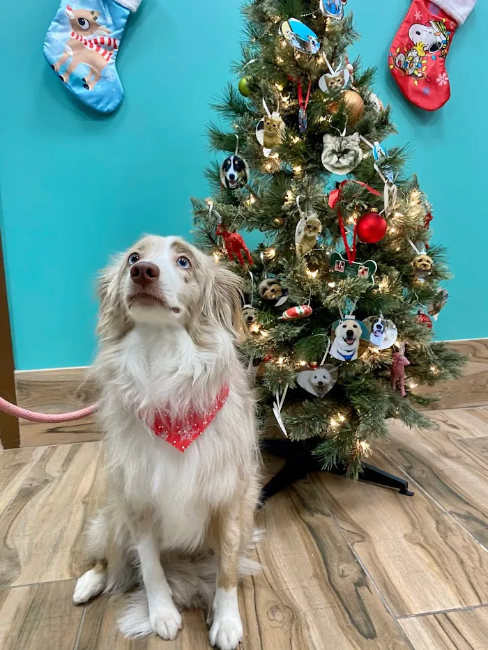 Wintermere Pointe Animal Hospital 12