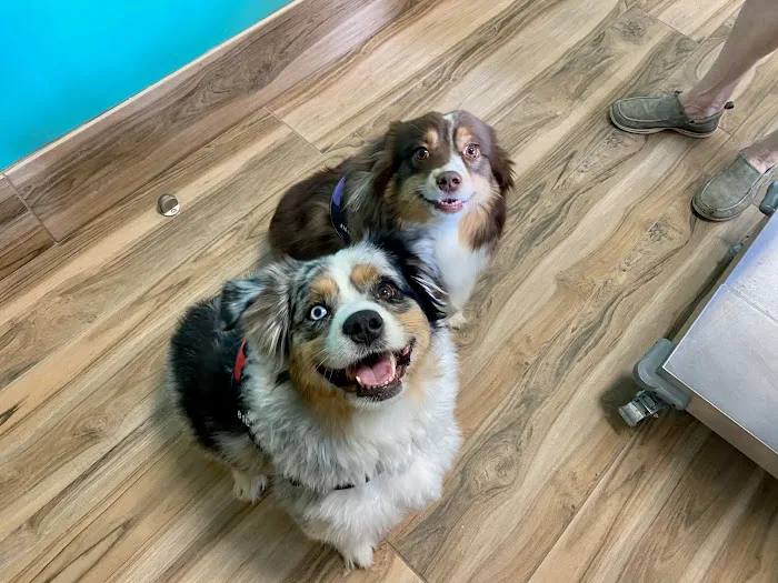 Wintermere Pointe Animal Hospital 12