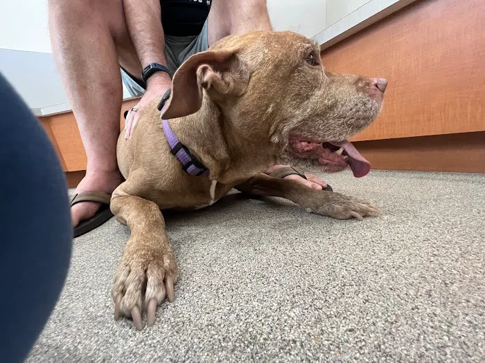 Eastside Veterinary Hospital 12