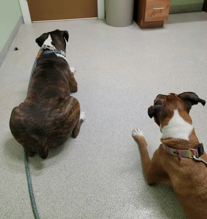 Eastside Veterinary Hospital 12