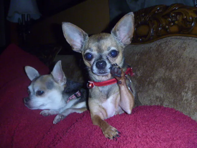 Eastside Veterinary Hospital 12