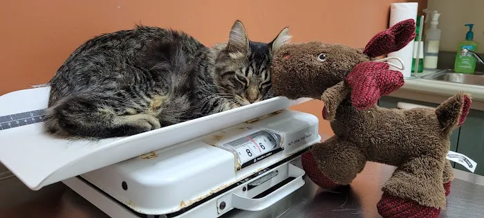 CarePlus Veterinary Clinic 6