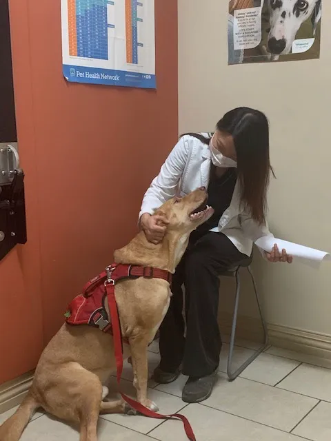 CarePlus Veterinary Clinic 4