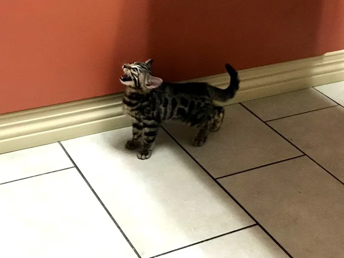 CarePlus Veterinary Clinic 5