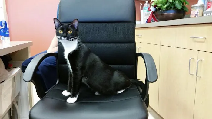 CarePlus Veterinary Clinic 2