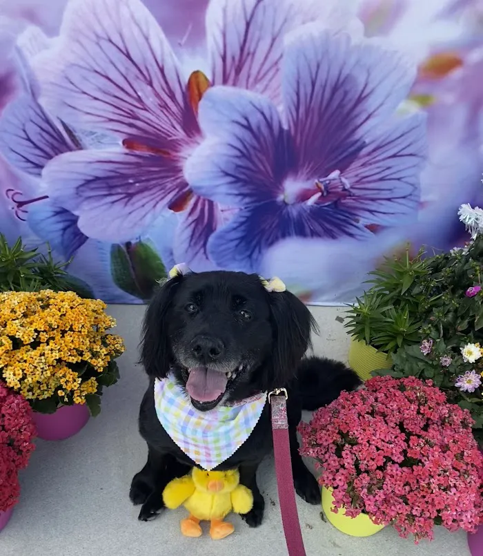 Windercare Animal Clinic 12