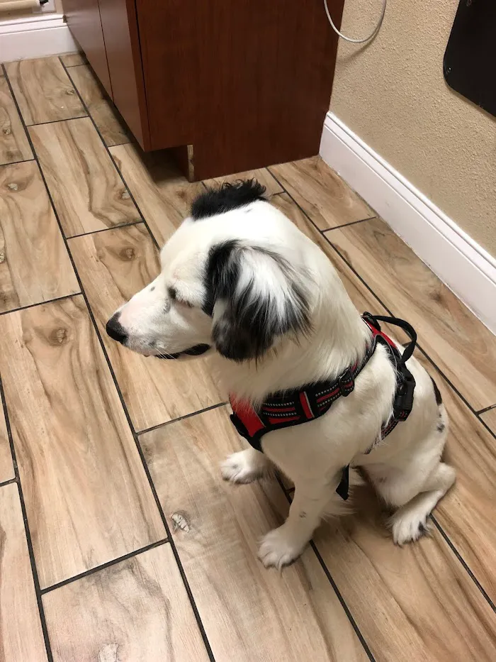 Windermere Veterinary Services 12