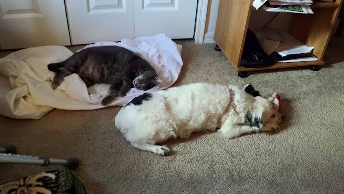 Windermere Veterinary Services 12