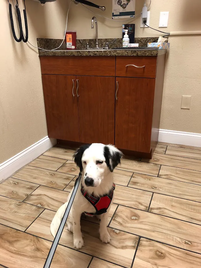 Windermere Veterinary Services 12