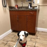 Windermere Veterinary Services ico