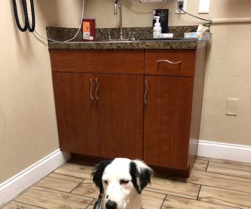 Windermere Veterinary Services