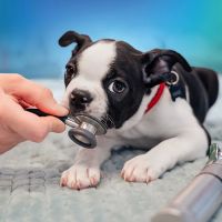 NewDay Veterinary Care ico