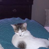 Cats Meow Feline House Call ico