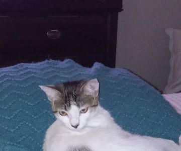 Cats Meow Feline House Call