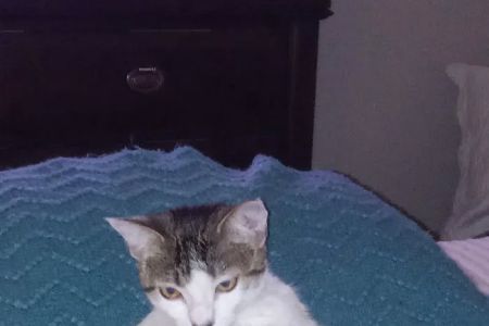 Cats Meow Feline House Call