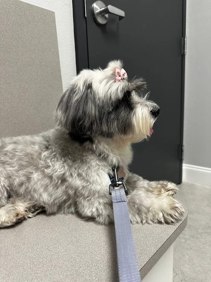 Graceful Paws Pet Clinic 12