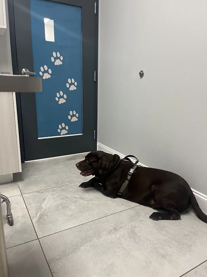 Graceful Paws Pet Clinic 12