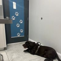 Graceful Paws Pet Clinic ico