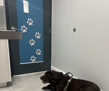 Graceful Paws Pet Clinic