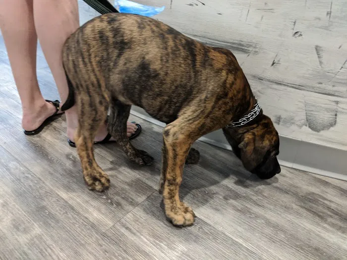 West Orange Veterinary Hospital 12
