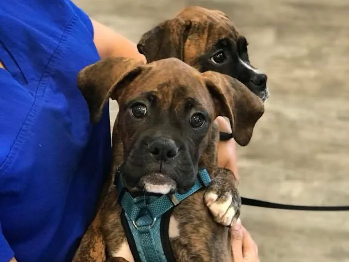 West Orange Veterinary Hospital 12