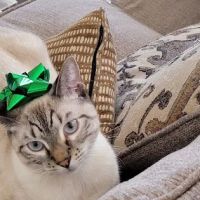 Affordable Vet Care ico