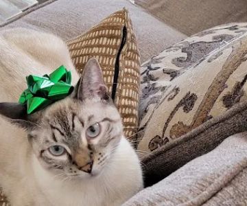 Affordable Vet Care
