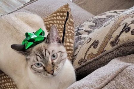 Affordable Vet Care