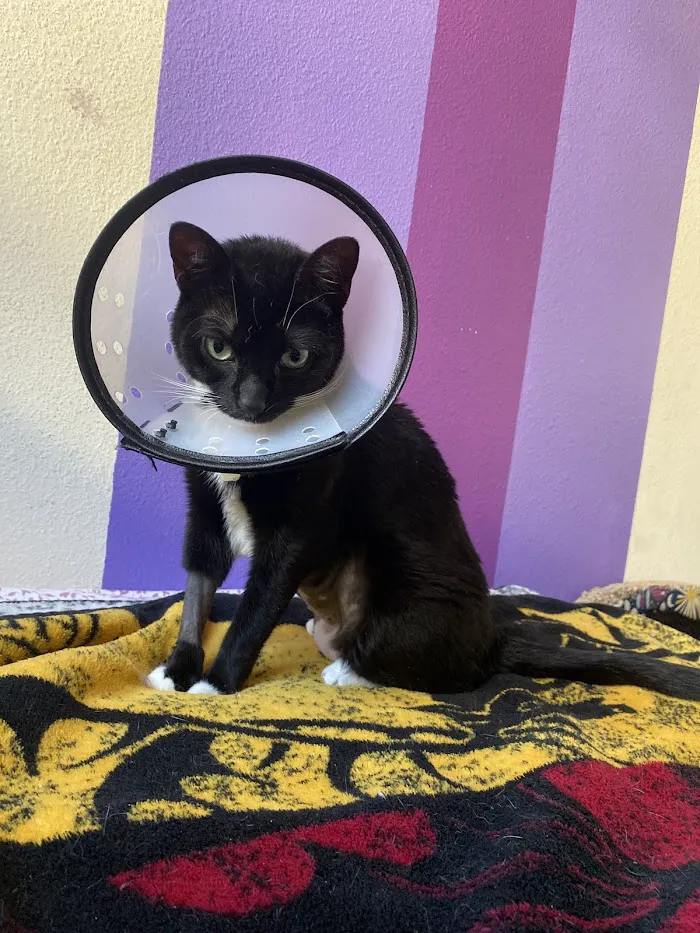 All4 Pets Hospital 12
