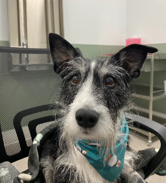 All4 Pets Hospital 12