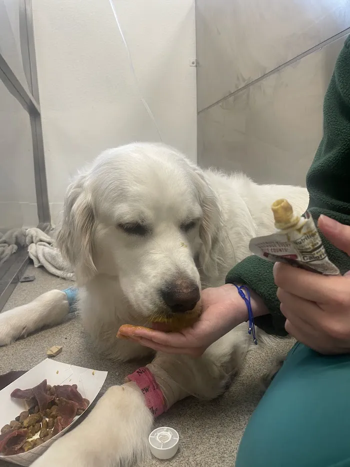 All4 Pets Hospital 12