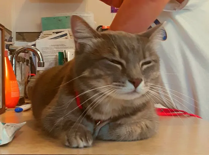 Cedar Bay Veterinary Clinic 12