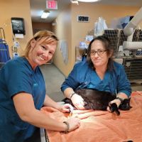 All Care Animal Hospital ico