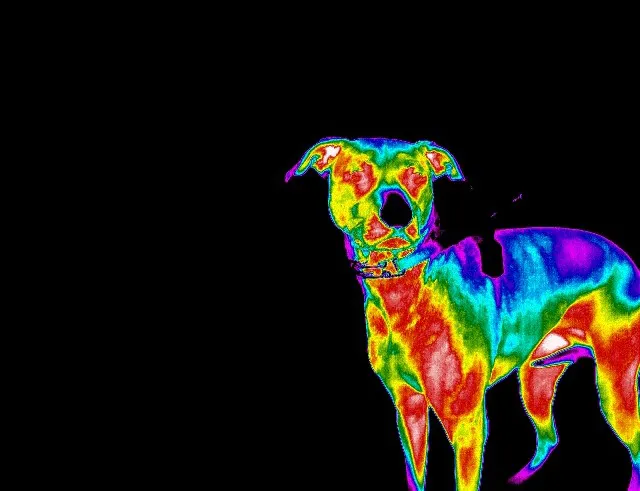 Holistic Veterinary Care of Central Florida 12