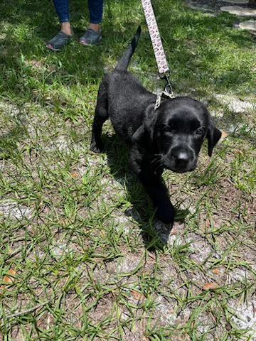 Holistic Veterinary Care of Central Florida 12
