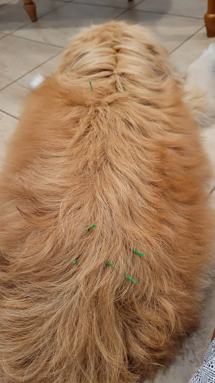Holistic Veterinary Care of Central Florida 12