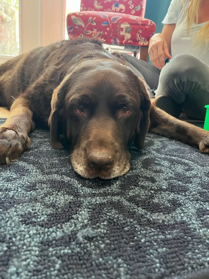 Holistic Veterinary Care of Central Florida 12