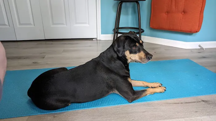 Holistic Veterinary Care of Central Florida 12
