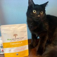 Holistic Veterinary Care of Central Florida ico