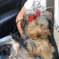 Winter Park 436 Pet Doc Hospital ico