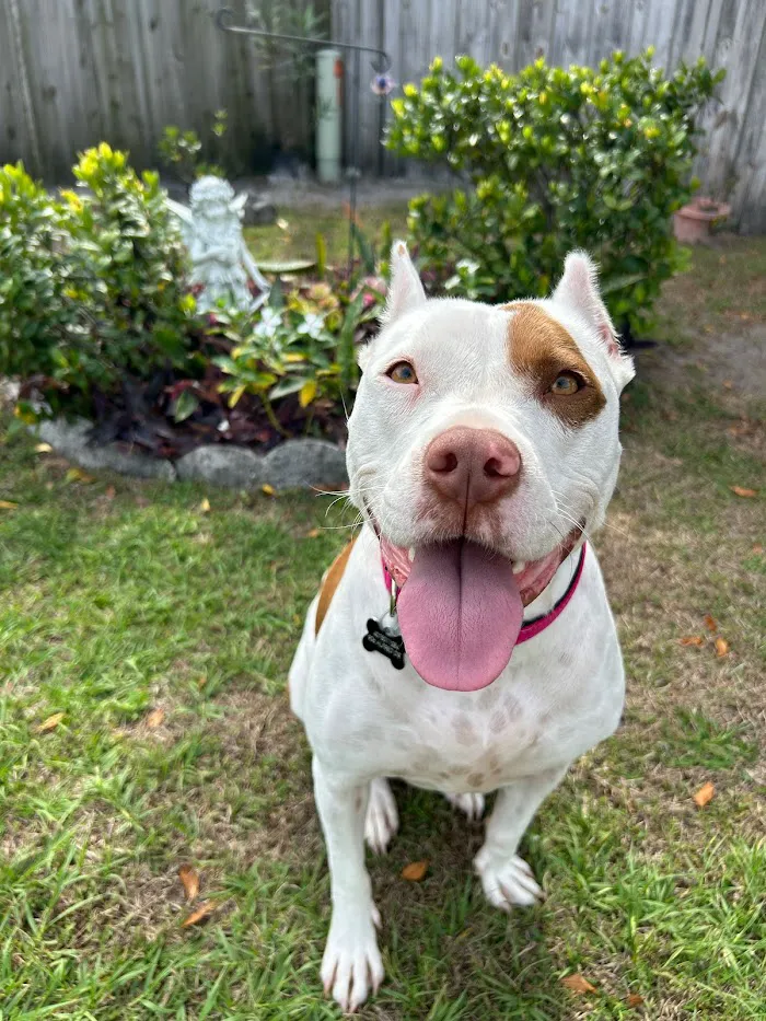 Edgewater Animal Hospital 12