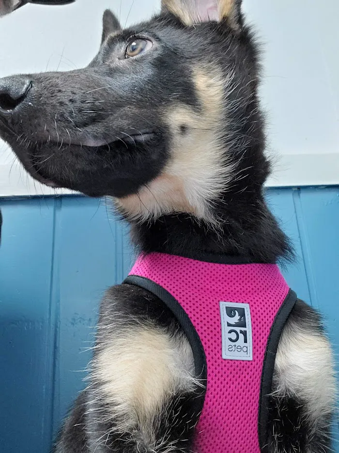 Edgewater Animal Hospital 12