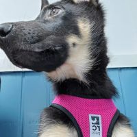 Edgewater Animal Hospital ico