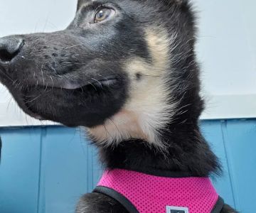Edgewater Animal Hospital