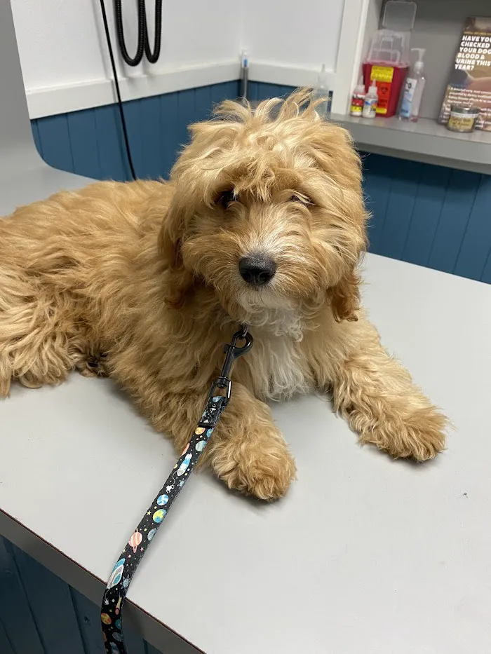 Edgewater Animal Hospital 12