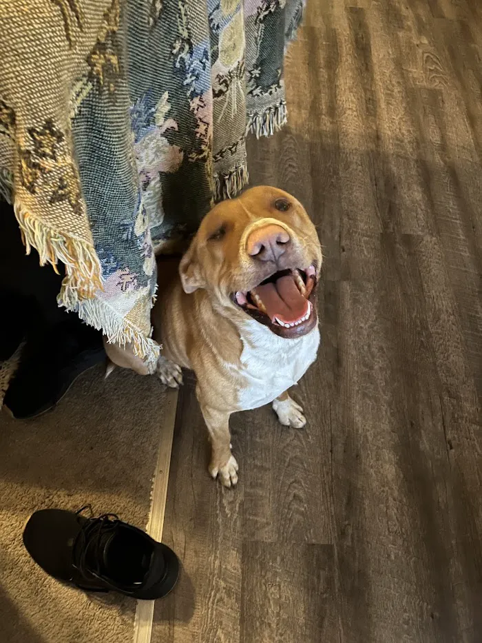 Edgewater Animal Hospital 12