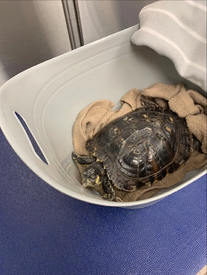Winter Park Veterinary Hospital 12